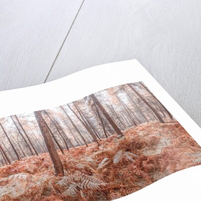 Autumn forest by Assaf Frank